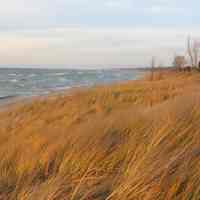 Dune Grass