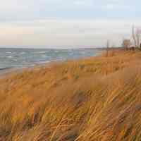          Golden beach grass A.JPG 1.7MB; 2004, Oval Beach
Digital file from Jack Sheridan Drive 2021.72.02
   