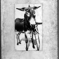 Kory photo album 1911-1913