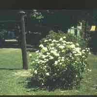          MWM_floweringBush.jpg 754KB
   