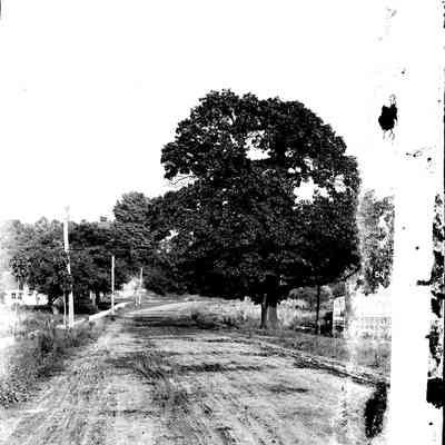 sim road scene mn104.jpg 979KB: JOS: Could be Culver St., Sign on tree: L.A. Flora. A large tree on an unpaved road with telephone poles and a sidewalk or boardwalk. The numbers 50 and 95 are written on the image.