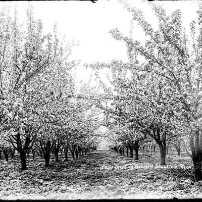 sim Shrieber orchard sk162.jpg: Fruit trees in blossom postcard image 126.