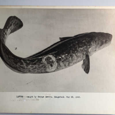 Lamprey Damage