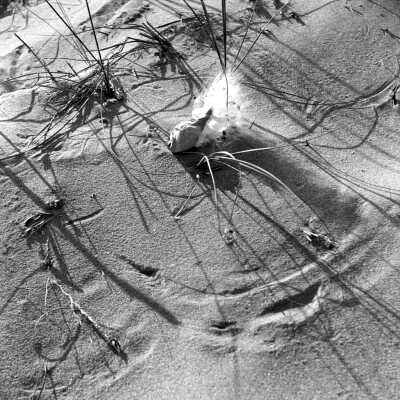 690 0/16	Saugatuck - dunes	10/1957	Sand patterns -- a690.jpg 2.1MB: milkweed pod