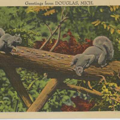 Squirrels in town