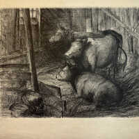 Cows Lithograph