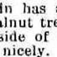          cr1889051701BlackWalnutsOnMason.jpg 16KB; Capt. Brittain's black walnut trees on Mason St.
   