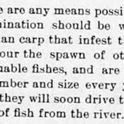 cr1897010101WarAgainstGermanCarp.jpg 19KB: Non-native German carp infest river