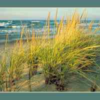          Lake and dune grass.jpg 5.1MB; Digital file from Jack Sheridan Drive 2021.72.02
   