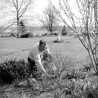          Charles Mann's Flower Basket picture number 1
   