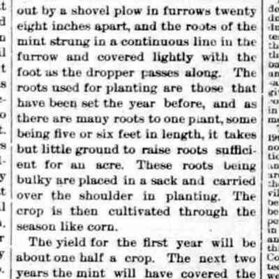cr1892090901BigMoneyRaisingPeppermint.jpg 170KB: Article encouraging Kalamazoo-valley farmers to grow peppermint