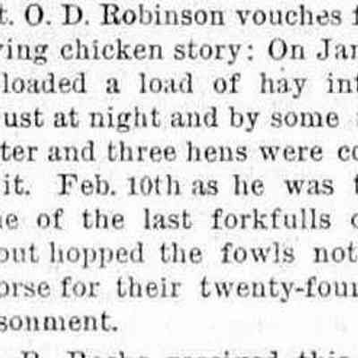 cr1882021701ODRobinsonChickenStory.jpg: Capt. O.D. Robinson chicken story
