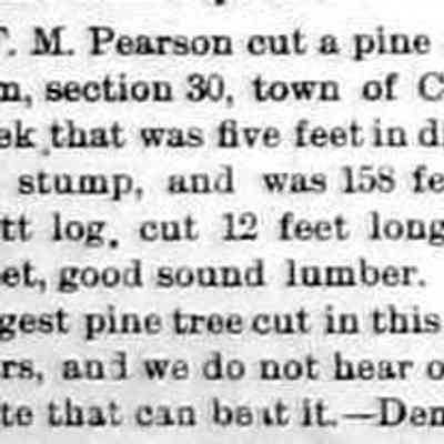 cr1892031101PearsonCutsLargePine.jpg: F.M. Pearson