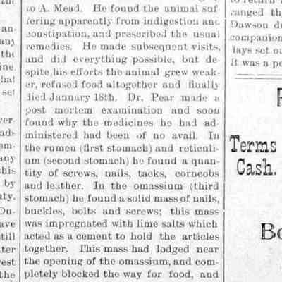 cr1898020401CowDiesFromEatingNails: A. Mead's cow