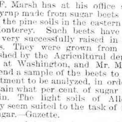 cr1891010201HFMarsh-SugarBeetSyrup.jpg: H.F. March growing sugar beets