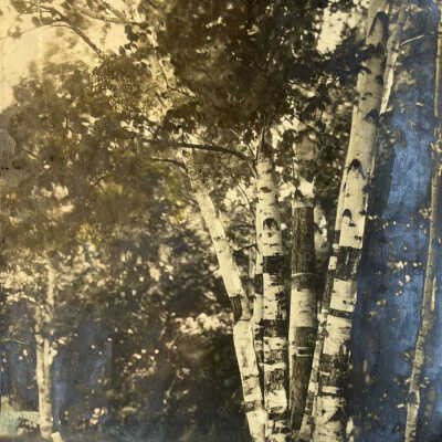 Hand colored photo of birch trees