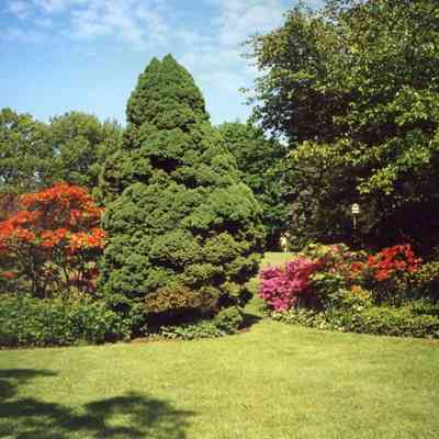 MannsYardLookingouttowardYoderBirdHouse.JPG 424KB: Sample image from Mann's garden photos taken by Pamperien/Yoder family members
