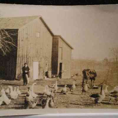 Barr-Farmyard.JPG 60KB