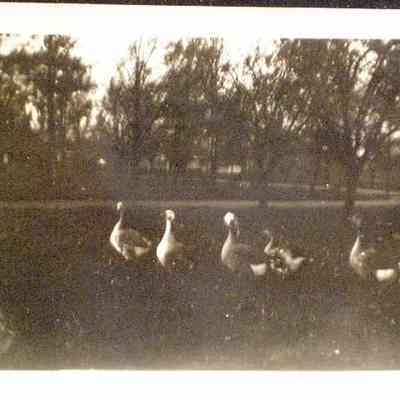 Barr-Geese-ArcadiaFarm-1914.JPG 63KB