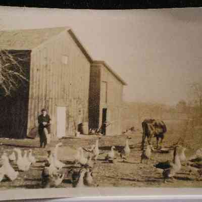 BarrFarmyard-c1914-Arcadia.JPG 59KB