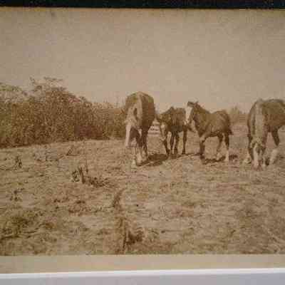 BarrHorses-Arcadia-1914.JPG 61KB