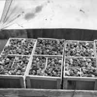          StrawberryHarvest.jpg 412KB from Kit Lane; Four boxes filled with eight baskets of strawberries are protected by a canvas awning.
   