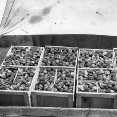 StrawberryHarvest.jpg 412KB from Kit Lane: Four boxes filled with eight baskets of strawberries are protected by a canvas awning.