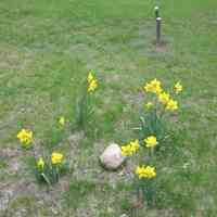          Daffodils Blooming at Waugon Gravesite; The Grandsons of Chief Pokagon at Riverside Cemetery
One of the local gravesites visited last fall by a band of bulb planters was the unmarked plot of Benjamin John Waugon and his family. Benjamin Waugon, age 35, died of pneumonia at Lansing Nov. 11, 1916. His obituary lists him as 