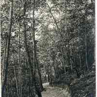          Browning path Camp Gray.jpg 1.2MB
   