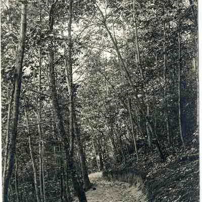 Browning path Camp Gray.jpg 1.2MB
