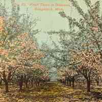          Fruit Trees -Lorenz Postcard.jpg 14.9MB; scanned for History Lives Here land markers
   