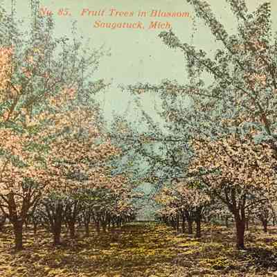 Fruit Trees -Lorenz Postcard.jpg 14.9MB: scanned for History Lives Here land markers