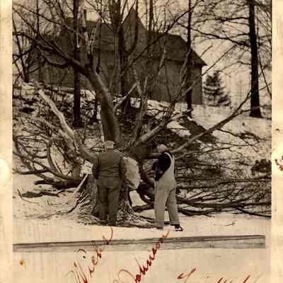 Tree removal 1946