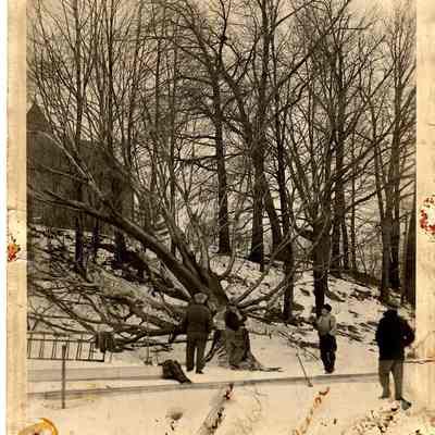 89-1-329_B_Tree_Removal_2.jpg 1.5MB