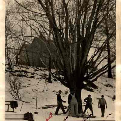 89-1-329_Tree_Removal_3.jpg 853KB