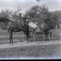          Horse & buggy; three negatives of this image
   