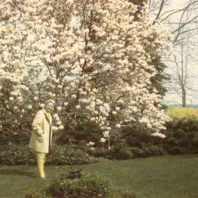 Mann0077-LornaTulipTree.JPG 199KB: Or Jane Magnolia