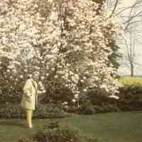         Mann0077-LornaTulipTree.JPG 199KB; Or Jane Magnolia
   