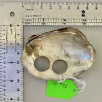 Clam shell drilled for button blanks