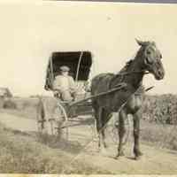          surrey; Horse pulling a carriage with folding canopy
   