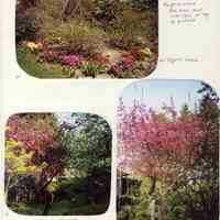          Scan10345.JPG 1.3MB; Sample image from Mann's 2000 garden with captions album
   