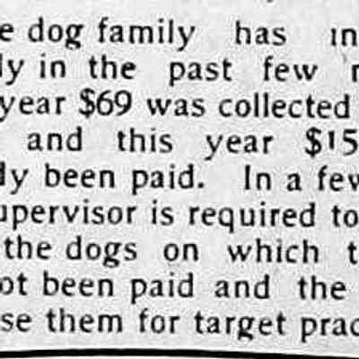 cr1916061504DogTax.jpg