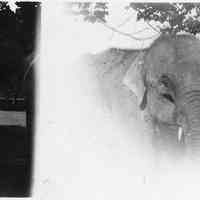          An oliphan.....um I mean Elephant 1927.jpg; Location is likely the Getz Lakewood Farm/Zoo in Holland
   
