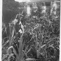          Plants by house 1931.jpg
   
