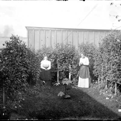 Ladies_and_flowers.jpg 799KB: three women in a flower garden. Castor plant in the center.
