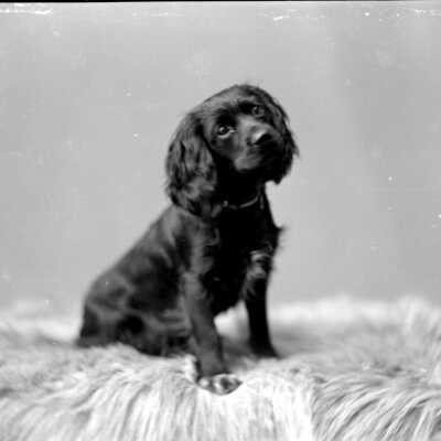 Dog_posing.jpg 420KB: Possibly "Our Pup" Fritz the I or II, small black spaniel type dog sitting on fur