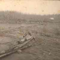 Logs in the river