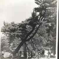          OxbowSceneCa1960d.jpg 558KB; The leaning tree, the propped-up pine
   