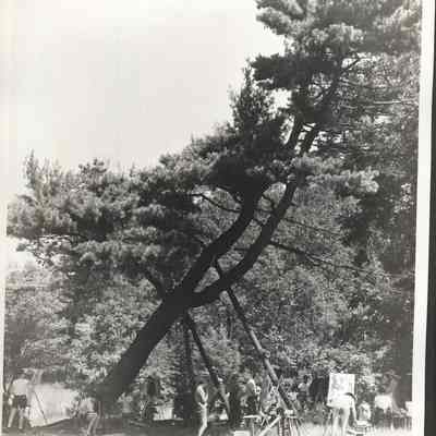 OxbowSceneCa1960d.jpg 558KB: The leaning tree, the propped-up pine