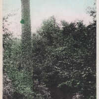          Colorized road covered in greenery; White border card. Published by Jackson, Chicago, 1909
   